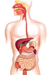 پاورپوینت فصل سیزدهم سفر غذا