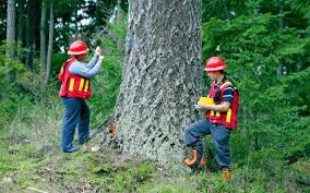 پاورپوینت با موضوع ادراک و شناخت اکولوژی جنگل (Forest Ecology)